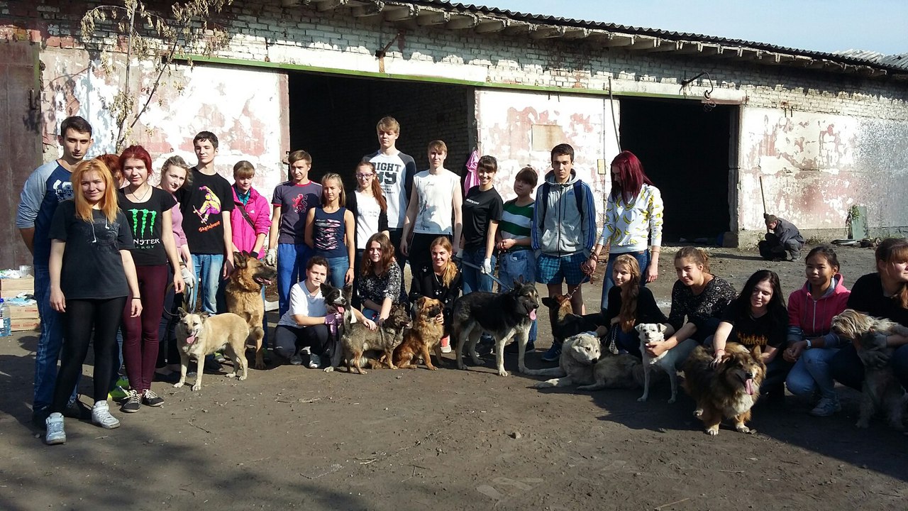 Волонтеры саранск животные. Приют 4 лапы Санкт-Петербург. Жулебино приют. Волонтеры в приюте для животных. Волонтеры с собаками.